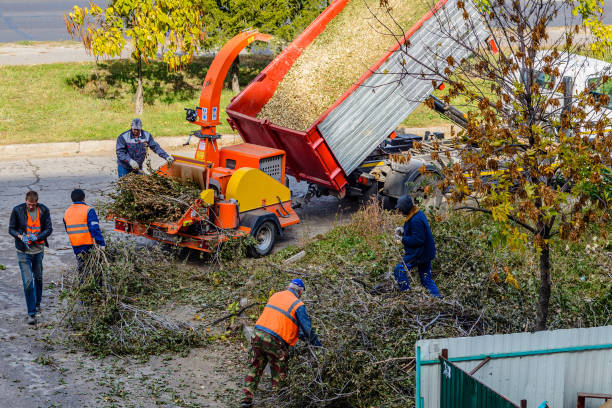 TreeNinja tree removal Adelaide