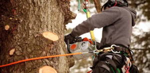 leading arborist