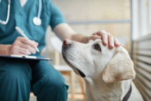 IVDD in Dogs Treatment
