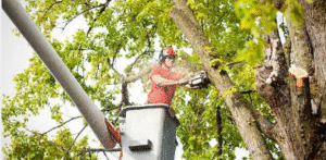 tree removal