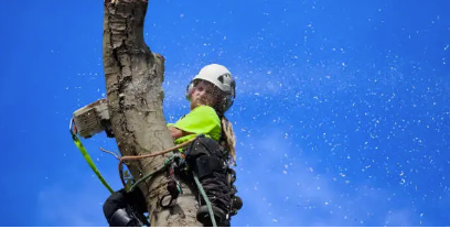 tree loppers Adelaide Hills